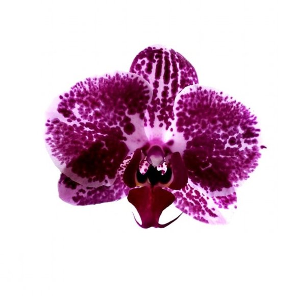 Meet your Posher, Tam - Picture 1 of 1